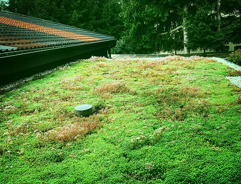 Begrüntes Flachdach mit Kräutern und Sedum neben einem Ziegeldach, im Hintergrund Bäume.